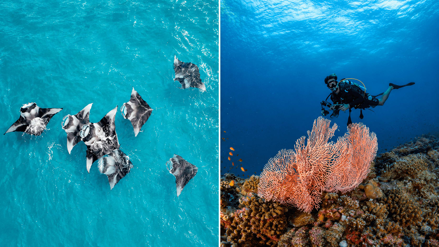 The Westin Maldives Puts Baa Atoll's Manta Season in Focus