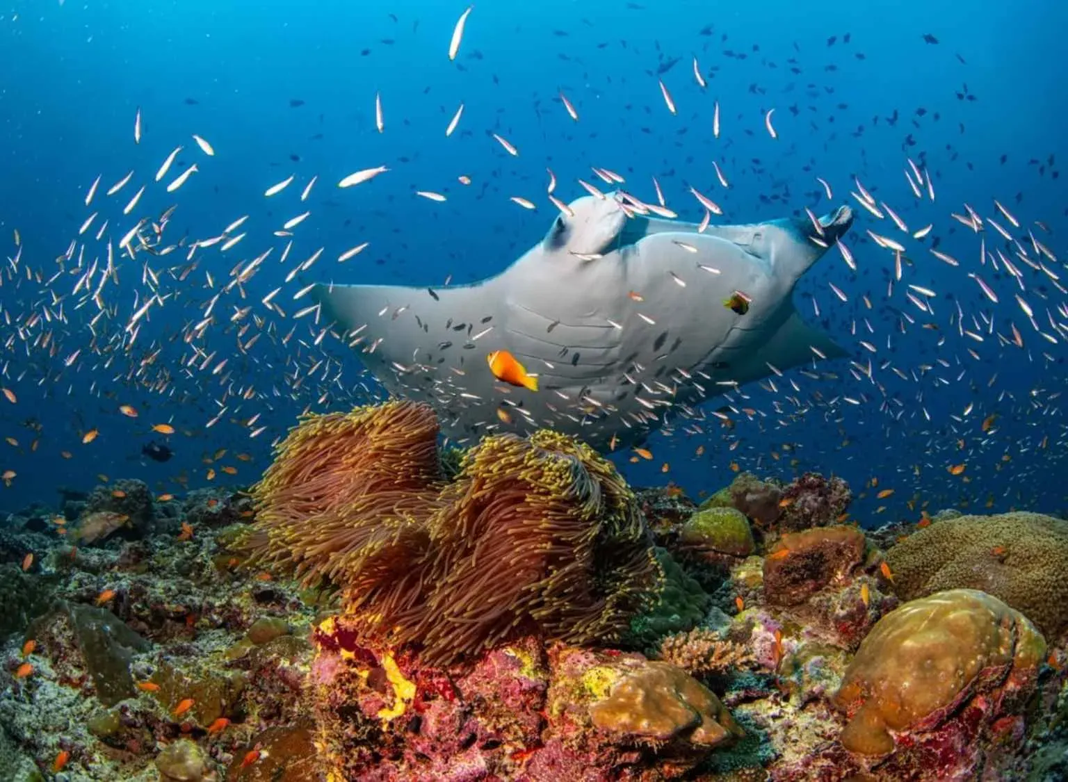 Dive into Ocean Discovery Week 2025 at The Nautilus Maldives