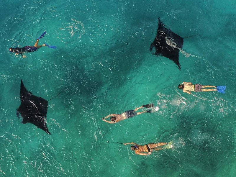 Dusit Thani Maldives puts Guests Nose-to-Nose with Fascinating Fish as Manta Ray Season Starts