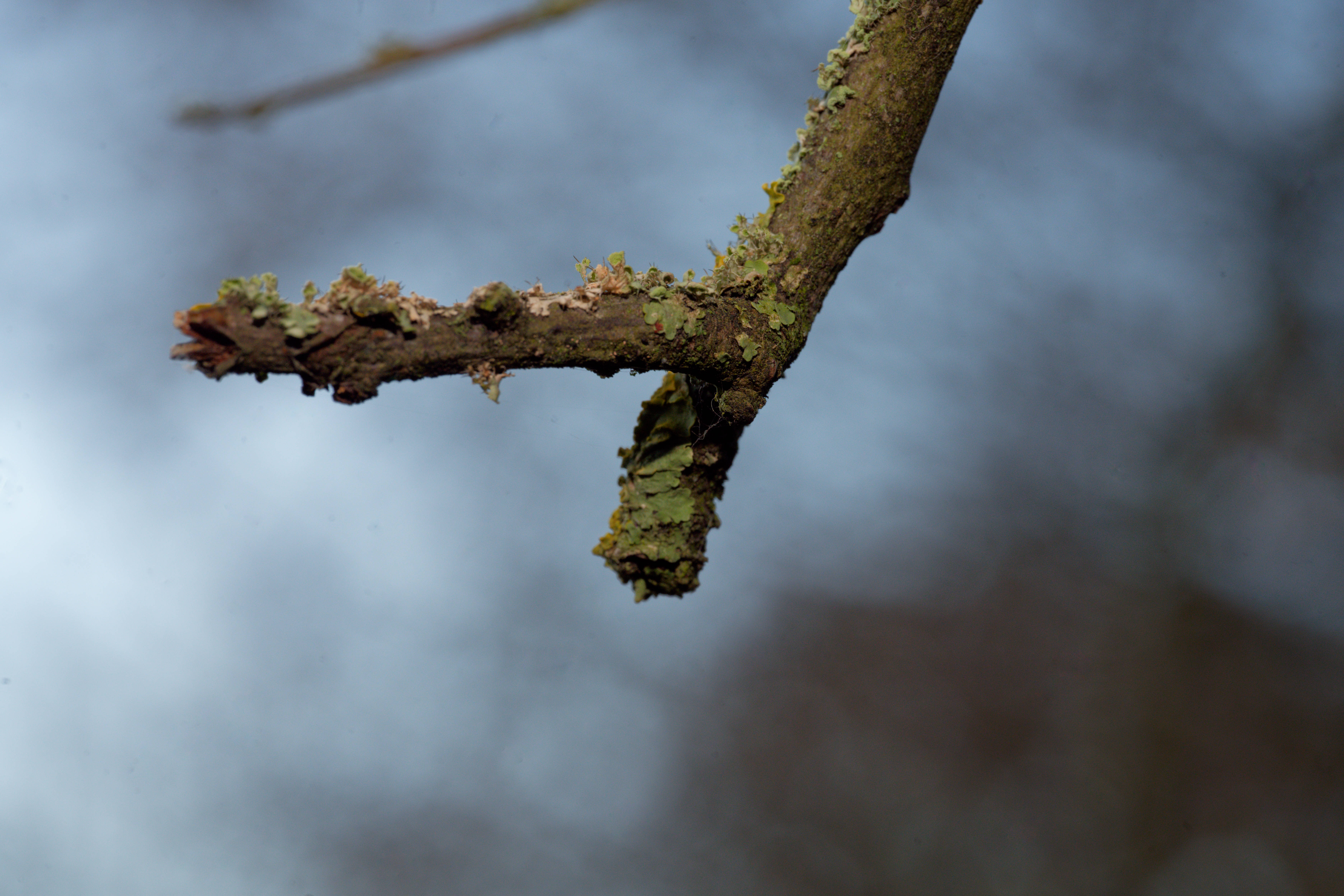 A very zoomed in 
close up of a branch with moss and leaves covering it