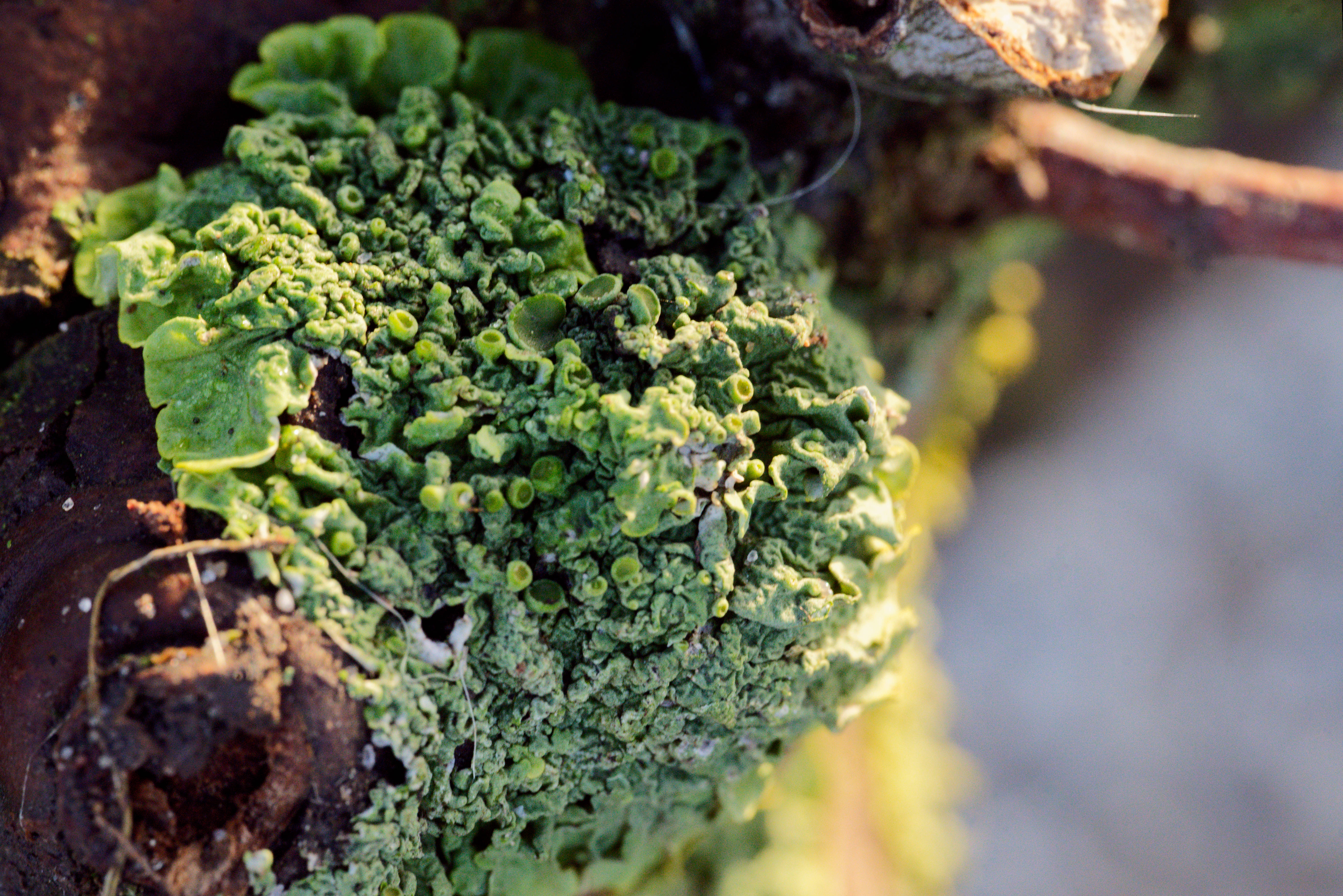 A very zoomed in 
close up of some kind of moss or plant on a branch.