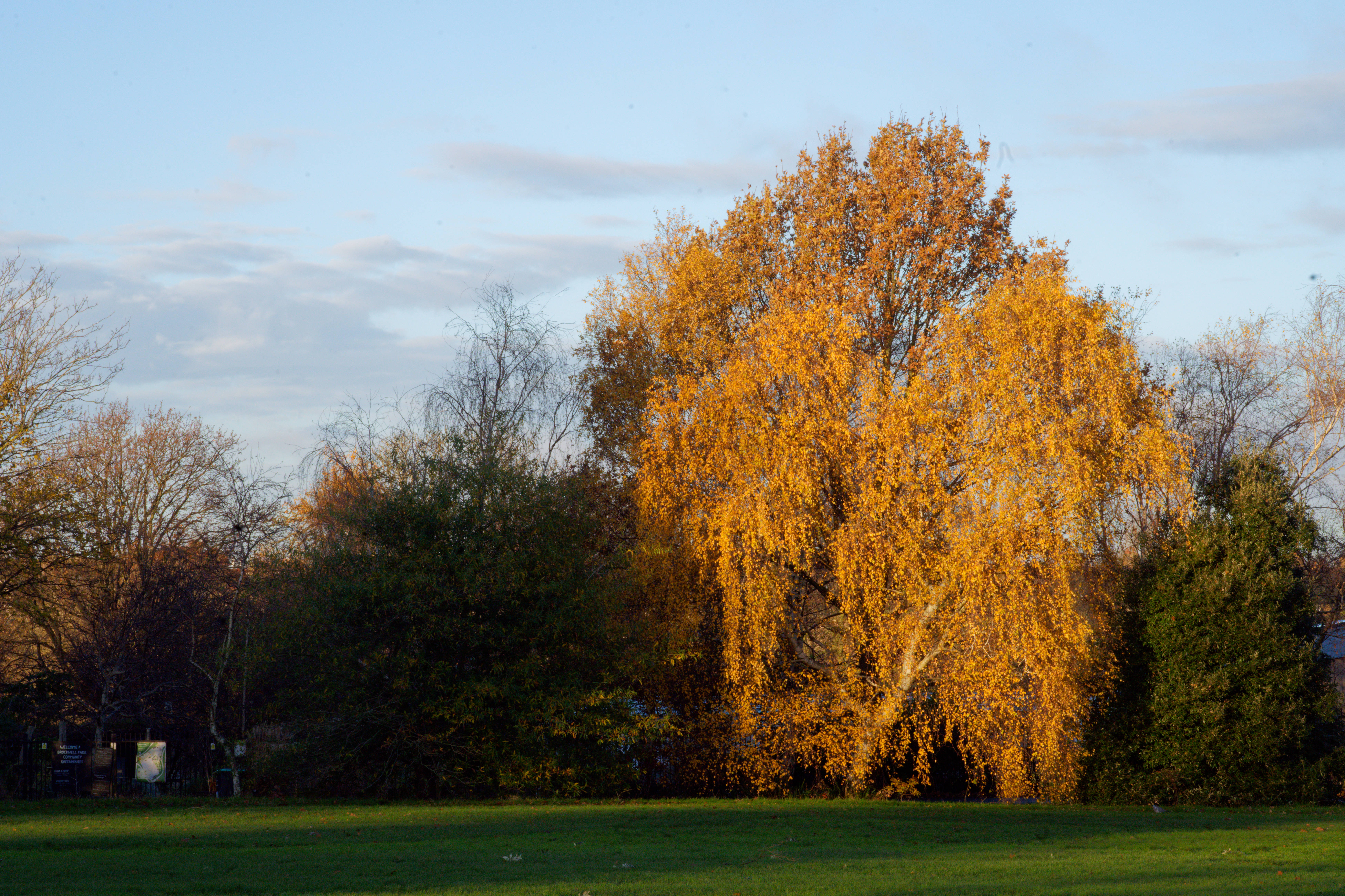 A yellwoing tree stands out amongst the green shrubbery and grass