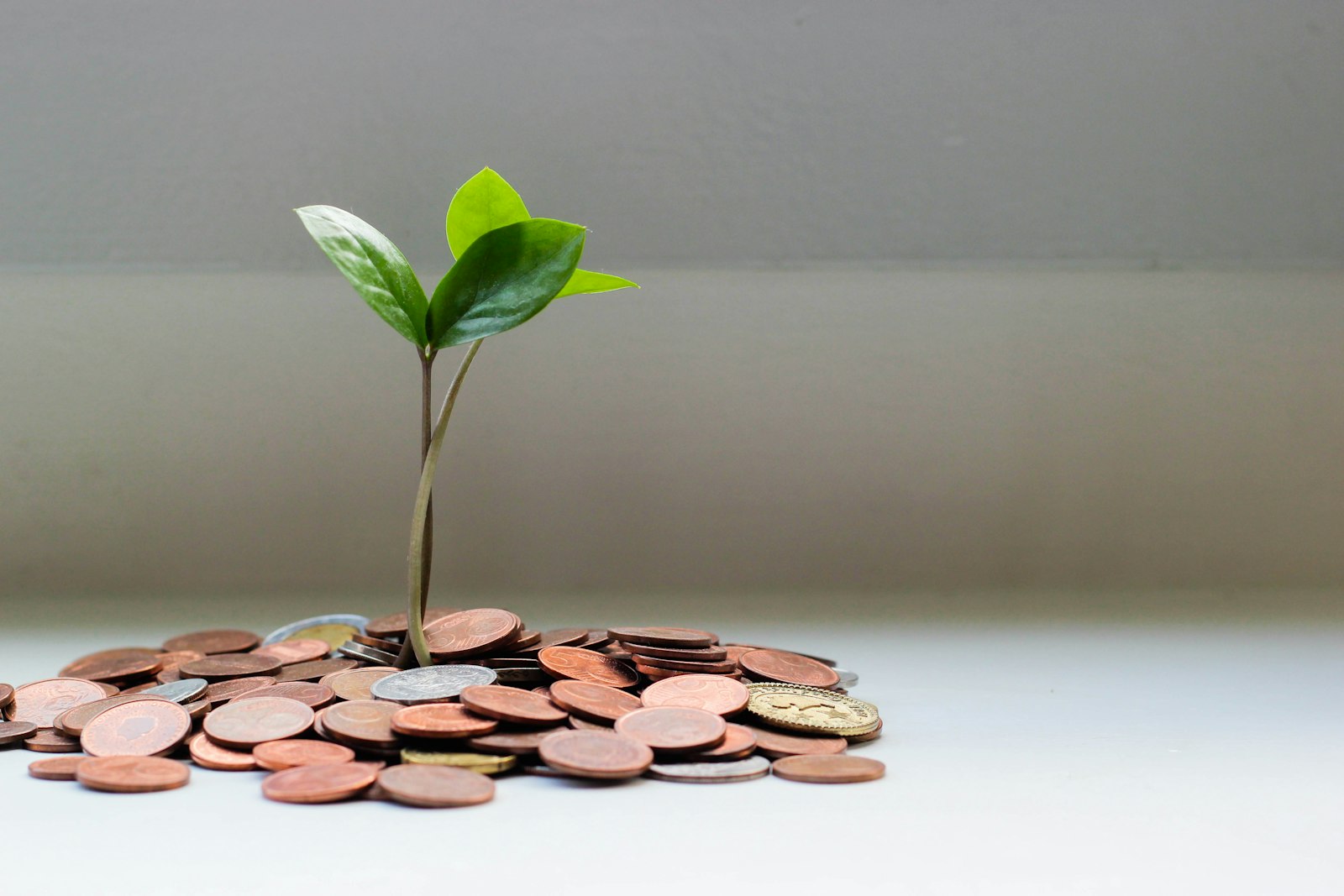 A small green plant growing out of a pile of coins
