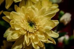 IMG_2572-Enhanced-NR