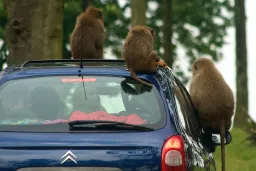 baboons-7724848236-o