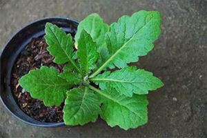 Cara Mengobati Asam Urat dengan Daun Dewa Cara Mengobati Asam Urat dengan Daun Dewa