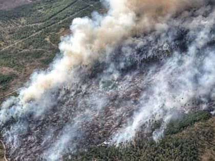 Воскресенск лидирует по числу лесных пожаров