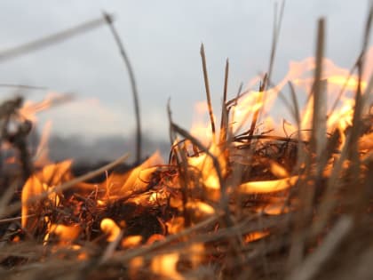 Лесной пожар в Усть-Донецком районе Ростовской области возник от перехода огня ландшафтного пожара на землях сельхозназначения