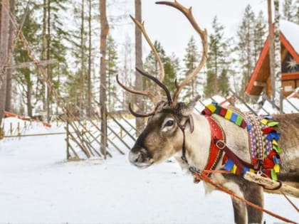 Рузских долголетов приглашают на «Оленью ферму»