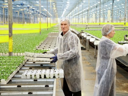 Глава городского округа Воскресенск посетил тепличный комплекс «Подмосковье»