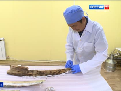 Кости мамонтов возрастом 12 тысяч лет исследуют в Хабаровске