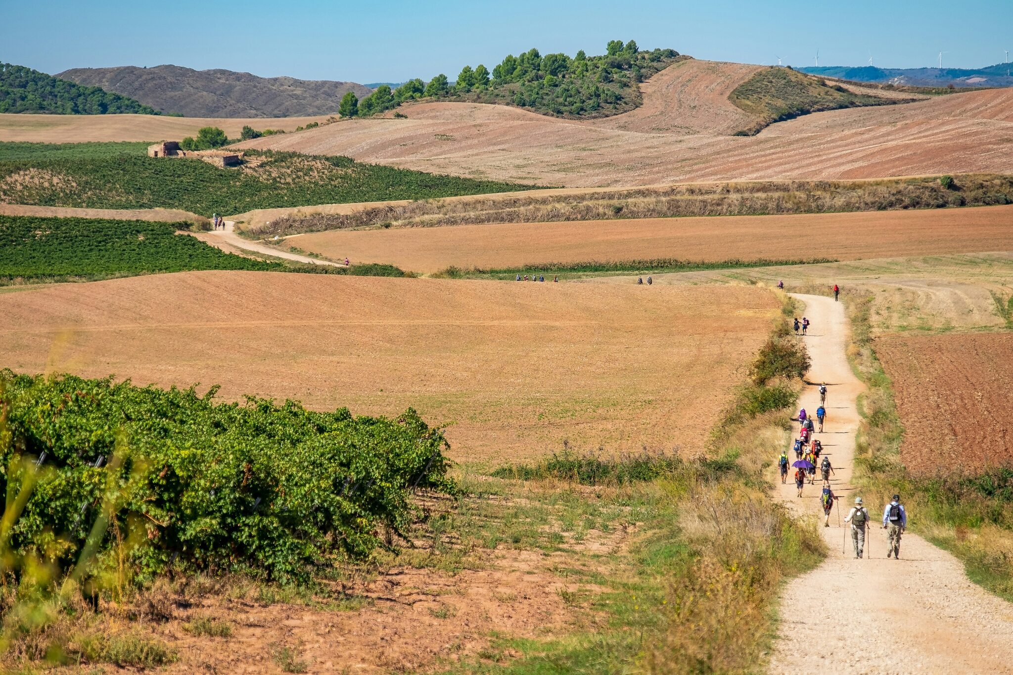 Pilgrims walking the Camino through open countryside