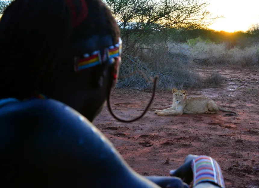 Maasai Warriors Take on Lion Killings as Poisoning Threatens Wildlife in East Africa