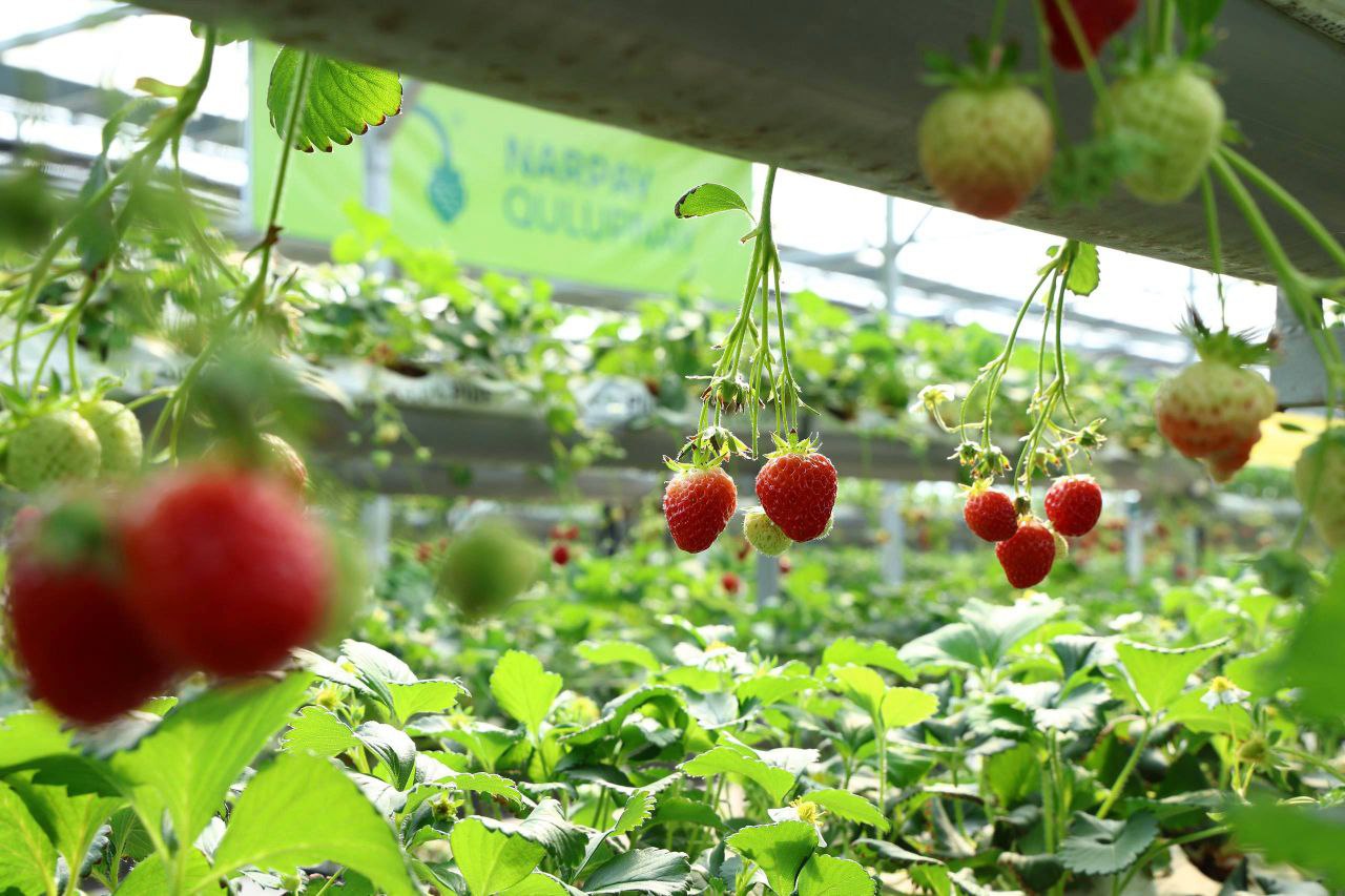 Samarqand Agro Majmuasi