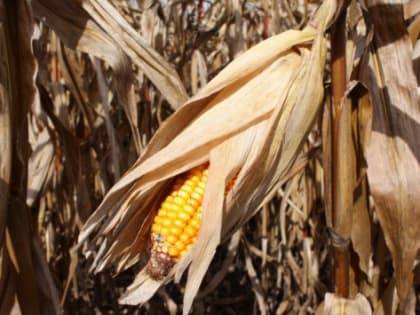 Приморье нарастило экспорт кукурузы в Китай и Южную Корею