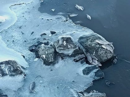 В Приморье проверяют информацию о массовой гибели рыбы в озере Солёное