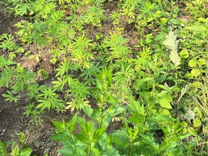 В Артеме Приморского края полиция возбудила два уголовных дела в отношении местного жителя, причастного к наркопреступлениям