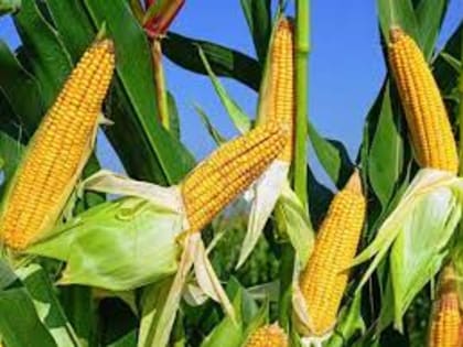 Китай за два месяца 2024 года увеличил импорт кукурузы более чем на 15%
