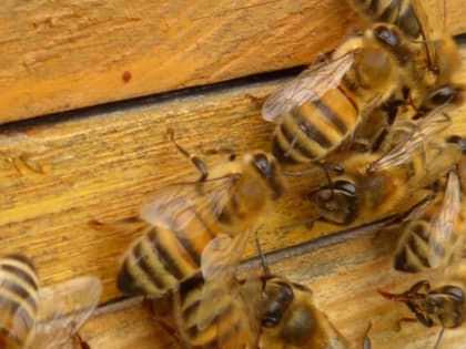 В Приморье займутся разведением промышленных пчел