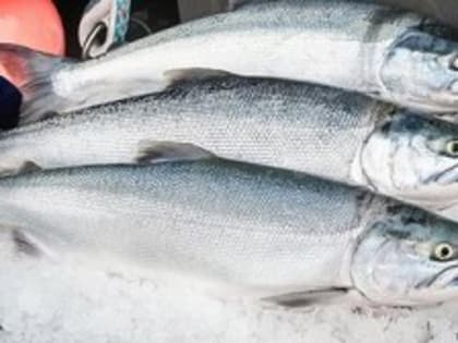 Разрешенный к вылову объём горбуши вновь заканчивается в Приморье