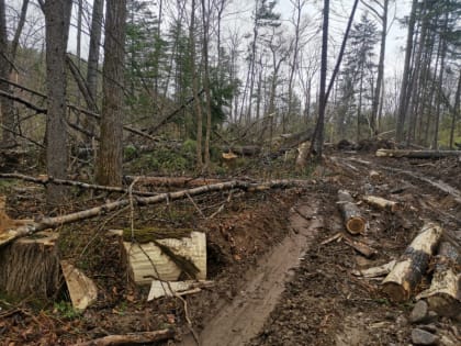 За незаконную рубку леса в Приморье директор компании получил штраф и условный срок