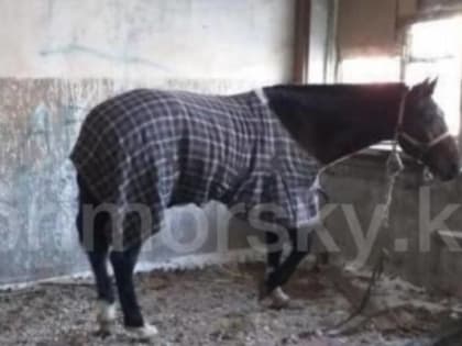 Девочка-подросток оставила коня в заброшенном здании во Владивостоке