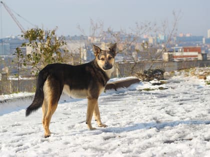 Приморцев предостерегают о недопустимости нарушений правил обращения с животными