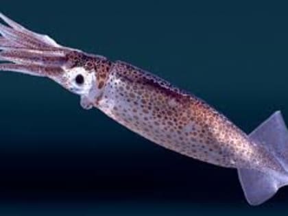 Экспорт морепродуктов из Аргентины сократился в июне из-за падения продаж кальмара и хека