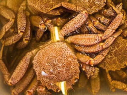 Обнаружен новый вирус, угрожающий крабам-стригуном на Камчатке