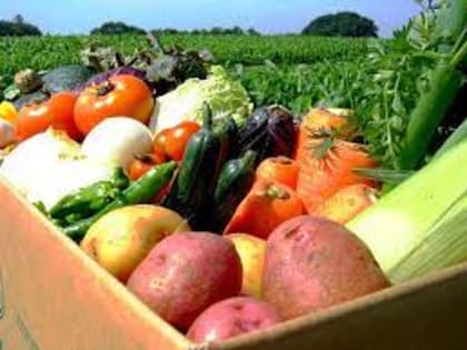 Почти 25 тысяч тонн картофеля и овощей собрали в Приморье