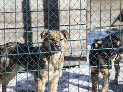 Отлов безнадзорных животных в Находке ведется регулярно