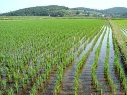 Рис начали убирать в Приморье