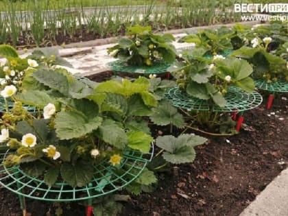 Штраф за проживание на даче: что нужно знать владельцам участков