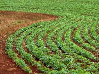 План по урожаю сои скорректировали с учетом наводнения в Приморье