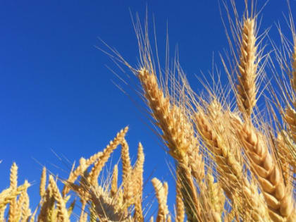 Приморье хочет получить на возмещение убытков аграриев 1 млрд рублей