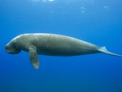 На ВЭФ-2023 презентован проект возрождения стеллеровой коровы