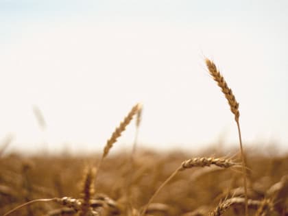 8 декабря в Москве состоится ежегодная конференция «Агрохолдинги России — 2023»