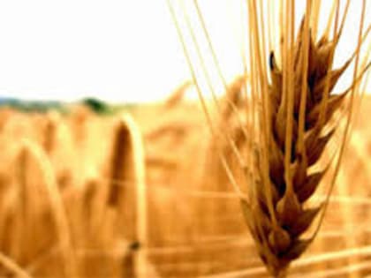 В 2,6 раза вырос экспорт зерна из Приморья