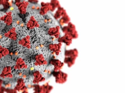 Китайские учёные открыли антитело, нейтрализующее все штаммы коронавируса