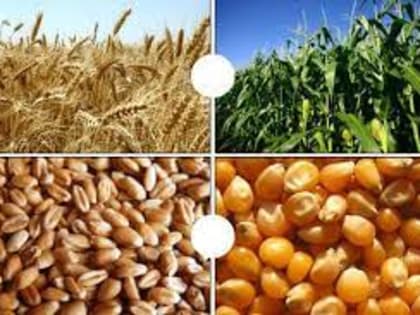 Экспортные пошлины на пшеницу и кукурузу вырастут