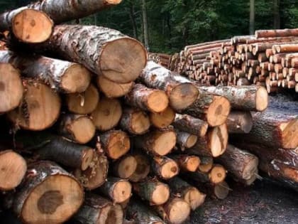 Приморский лесоруб будет наказан за незаконную вырубку  ценных деревьев