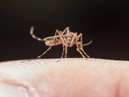 Врач рассказала россиянам, для кого наиболее опасны комары