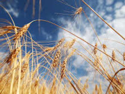 Китай достиг предела производства пшеницы