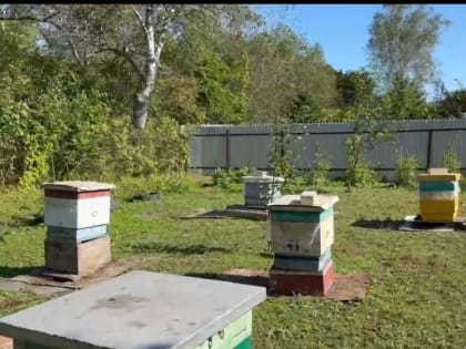 Поддержка пчеловодов: как социальный контракт помогает развивать личные подсобные хозяйства