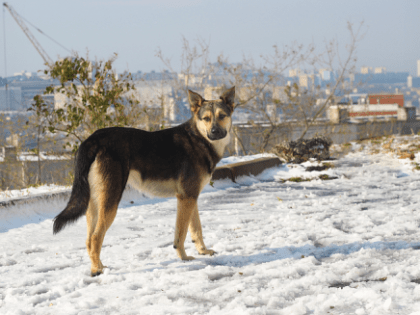 Приморцев предостерегают о недопустимости нарушений правил обращения с животными