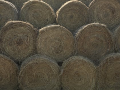 Более 45 тысяч тонн кормов заготовили на зиму аграрии Приморья