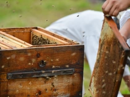 Ведение санитарного паспорта пасеки — обязательно для исполнения пчеловодами Приморья