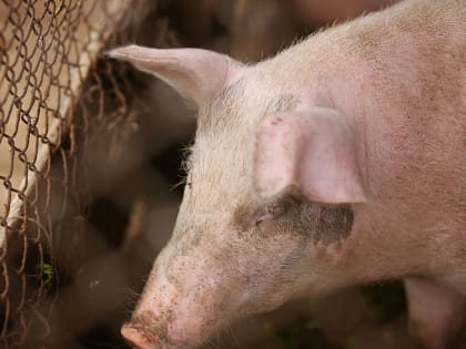 Производство свинины в 2022 году в Приморском крае составило 76,6 тысячи тонн