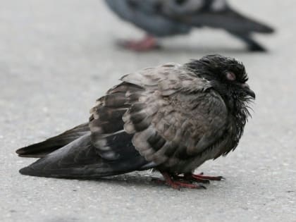 Подведомственное Россельхознадзору ФГБУ «Приморская межобластная ветеринарная лаборатория» напоминает о мерах по профилактике орнитоза