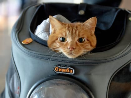 Кот-путешественник Симба посетил уникальный кампус ДВФУ